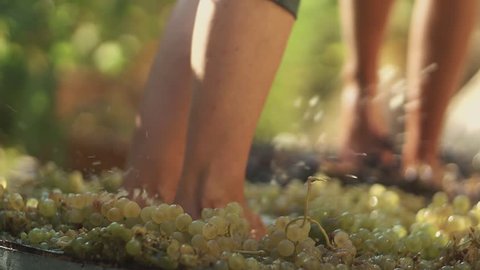 Two pair of unrecognizable men legs stomps grapes at winery making wine, close up sunny summer day outdoors