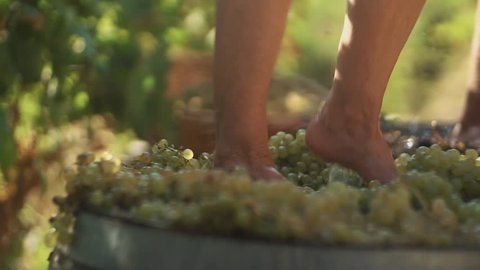 Two pair of unrecognizable male legs stomps grapes at winery making wine, close up sunny summer day outdoors