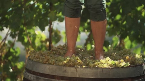 Legs of guy in green shorts stomping white grapes in wooden barrel at winery making wine, close up sunny summer day outdoors