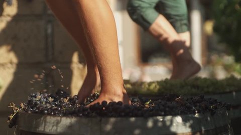 Two pair of unrecognizable male feet stomps grapes at winery making wine, close up sunny summer day outdoors