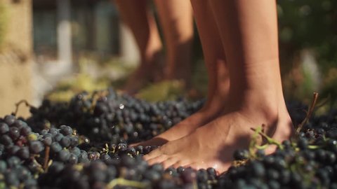 Two pair of unrecognizable women feet stomps grapes at winery making wine, close up sunny summer day outdoors