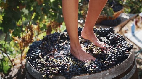 Women legs stomping black grapes in wooden shaft at winery making wine, close up sunny summer day outdoors