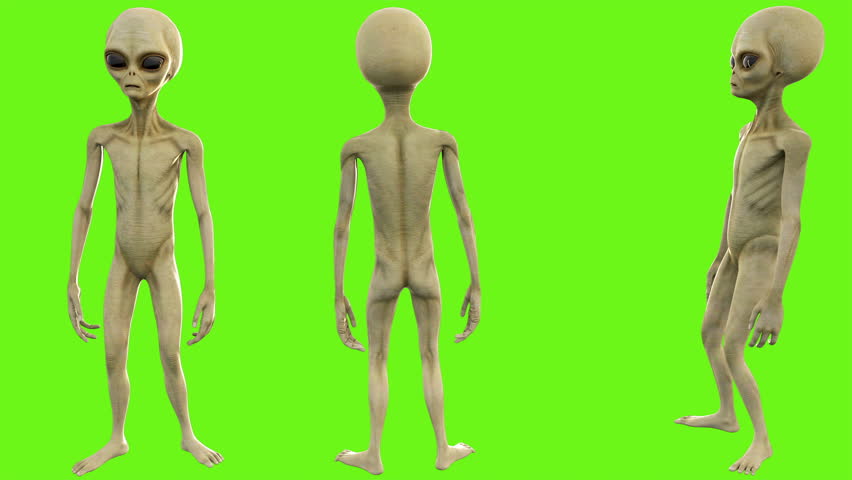 Shutterstock Video