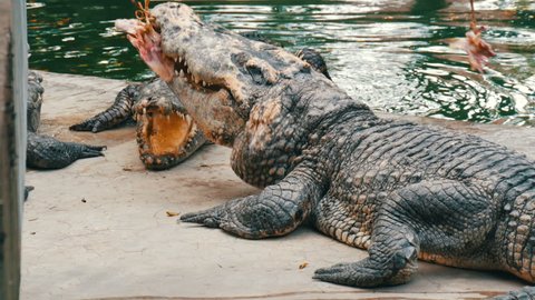 The crocodile is tormenting its prey. A crocodile eat meat on a rope. Predator in captivity