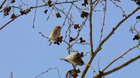 The common redpoll (Acanthis flammea) is a species of bird in the finch family. A small bird eats alder cones in the winter in the Russian forest.