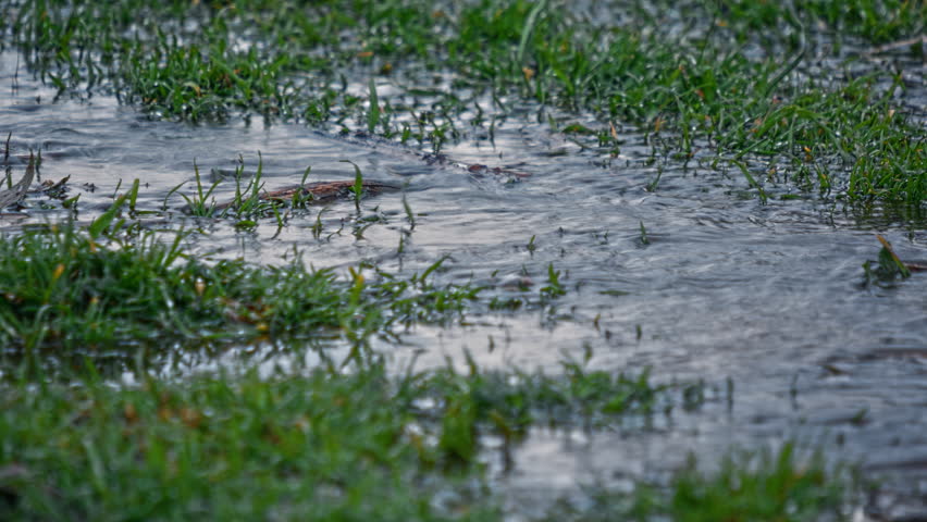 Time lapse footage. Close up view of flooded forest meadow in spring.