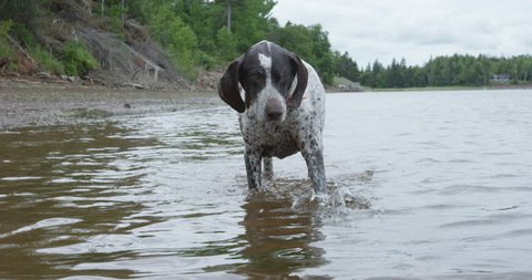 German shorthaired pointer dog walking towards camera while splashing water - slow motion