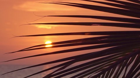 Sunset view through coconut palm tree leaf on tropical sea. Travel destination