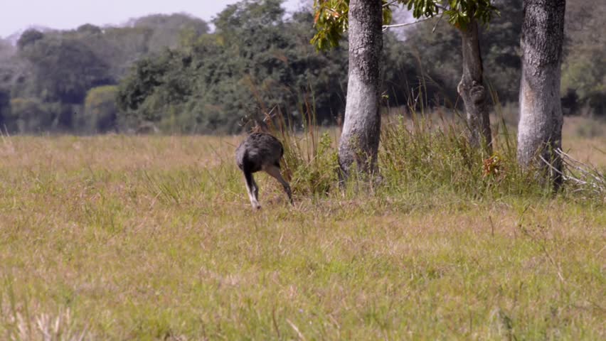 Greater Rhea (Rhea americana) eat in the open landscape. Image in the Pantanal Biome. Mato Grosso do Sul state, Central-Western - Brazil.