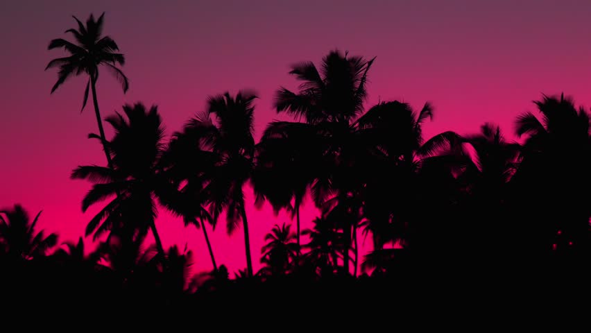 Pink Sunset In The Jungle Stock Footage Video 100 Royalty Free