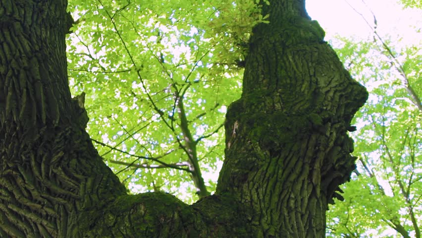 Girl hugs the big tree in the forest, love for nature. Moving camera.