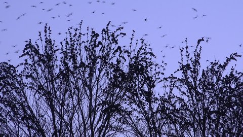 4K birds fly into a tree and fly out fast 4K winter England