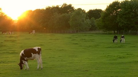 4K video clip showing herd of Friesian cows grazing, eating grass in a field on a farm at sunset or sunrise