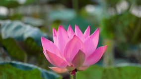 Footage of fresh pink lotus flower. Royalty high quality stock footage of a beautiful pink lotus flower. The background is the green leaf and yellow lotus bud in a pond. Peace scene in a countryside