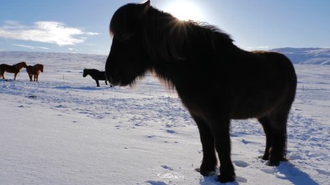 Iceland Snow Covered Land With A Brown Icelandic Horse On A Sunny Day 1