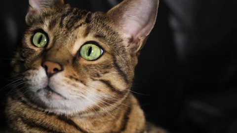 Close-up portrait of a Bengal cat at night