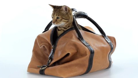 HD Bengal cat getting out of a travel bag