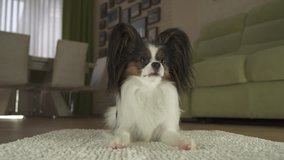 Dog Papillon lies on the rug and looks around in the living room stock footage video
