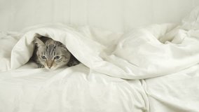 Thai cat lies under a blanket on the bed and looks around stock footage video