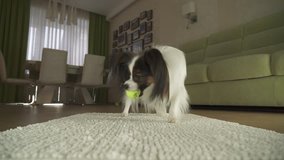 Dog Papillon playing with a ball on a rug in the living room stock footage video