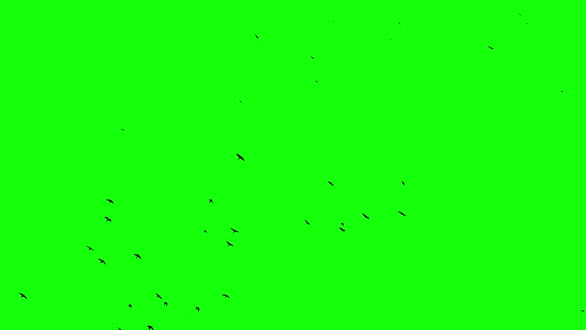 large group flying birds at top. Chroma Key Royalty-Free Stock Footage #1008591745