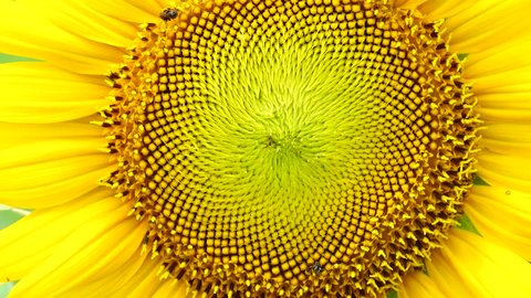 4K Sunflower flower pollen closeup background
