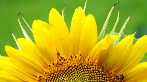 HD super slow Sunflower flower pollen closeup background