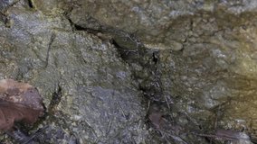 Spring day with first snow melting  1920X1080 HD footage - Snowmelt  water drops falling over stone 1080p FullHD video - Powered by Shutterstock - Get 15% off with code: PIKWIZARD15