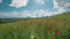 4K time lapse video of a poppy field on a hillside. Clouds form quickly above the fields.