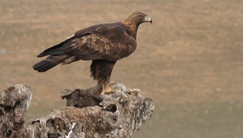 Aquila chrysaetos. Golden eagle