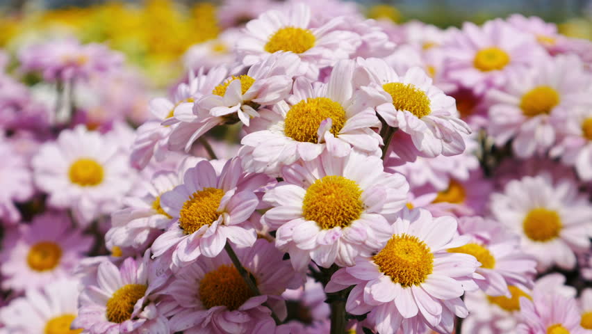 Macro of yellow flower with detailed core image - Free stock photo ...