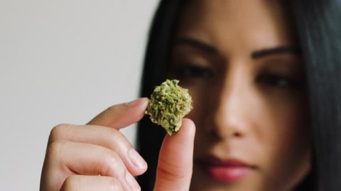 female inspecting cannabis bud close-up