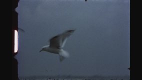HAMBURG, GERMANY, SEPTEMBER 1972. Two Shot Sequence. Seagulls At Sea Flying Around Being Fed.