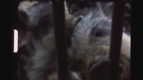 RHEINBOELLEN, GERMANY, SEPTEMBER 1973. Two Young Wild Boar Piglets Biting Iron Bars In A Wild Life Nature Park