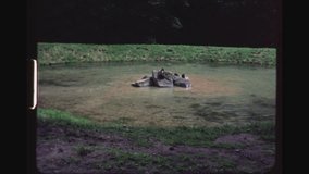 RHEINBOELLEN, GERMANY, SEPTEMBER 1973. Three Young Brown Bears Playing In A Pond In A Wild Life Nature Park