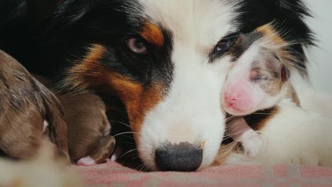 Portrait of an Australian Shepherd with a puppy. The puppy clings to the muzzle of the mother. Cute video with animals