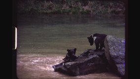RHEINBOELLEN, GERMANY, SEPTEMBER 1973. Three Young Brown Bears Playing In A Water Pond In A Wild Animal Nature Park