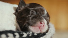 Close-up video: A newborn puppy is sleeping sweetly in a sock. Carefree and defenseless pet