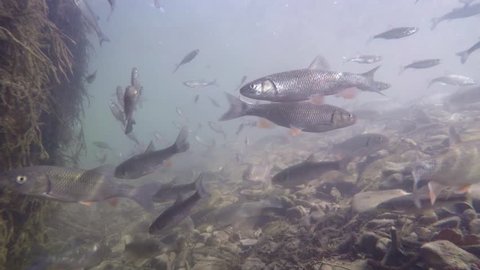 Underwater video from nice river habitat. Swimming close up freshwater fishes Chub, Leuciscus cephalus, Nase Carp, Chondrostoma nasus, Riffle minnow, Alburnoides bipunctatus. Nice freshwater fishes