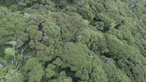 Aerial: Native New Zealand bush. Punga & Manuka Trees, Auckland, New Zealand