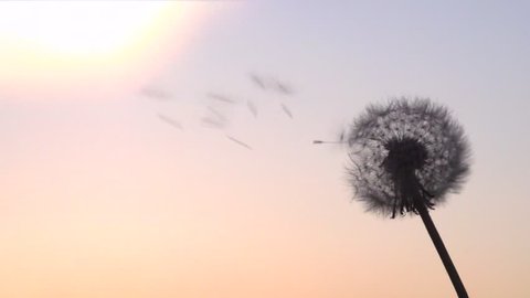The wind blows away dandelion seeds. Slow motion 240 fps. High speed camera shot. Full HD 1080p. Slowmo 