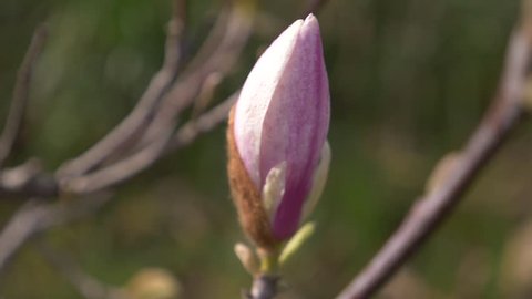 Beautiful pink magnolia flower in the wind in the garden. sun glare. 4k, slow motion
