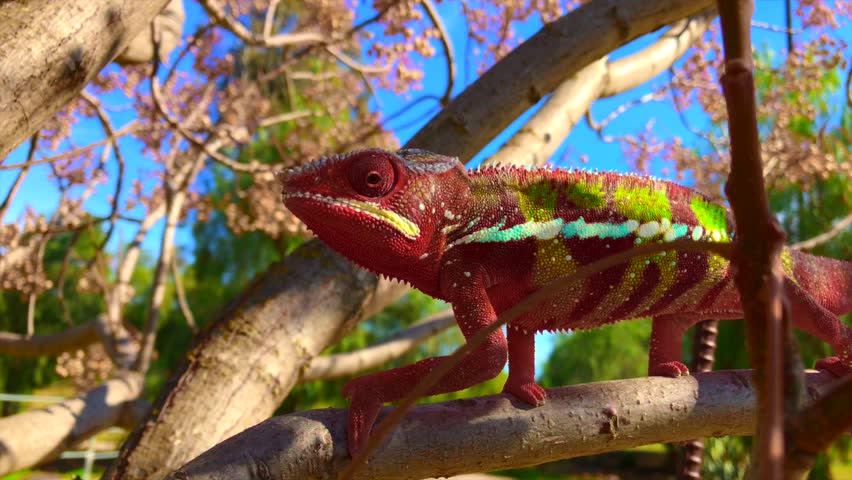 Adult Male Panther Chameleon Walking Along Branch Royalty-Free Stock Footage #1008636517