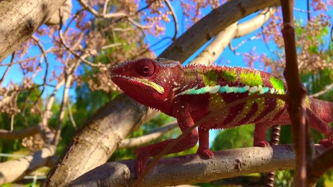 Adult Male Panther Chameleon Walking Along Branch