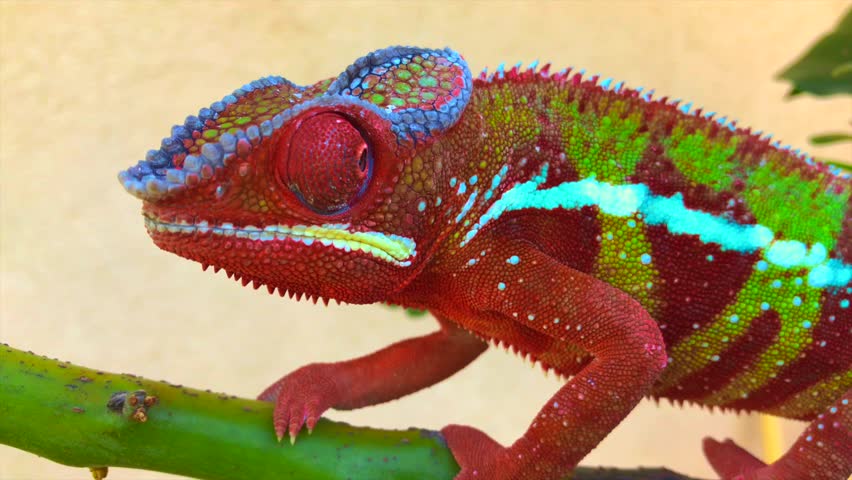 Red and Green Panther Chameleon Unique Eye Movement Royalty-Free Stock Footage #1008636598