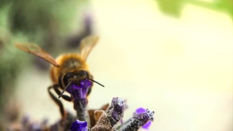 Macro photography bee and flower.