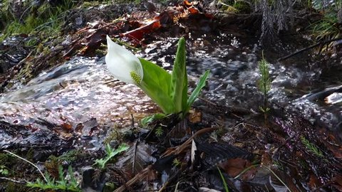 
A lot of beautiful skunk cabbage plants in a forest. (Skunk cabbage)