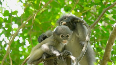 Cute young dusky leaf monkey, spectacled langur or spectacled leaf monkey is a species of primate in the family Cercopithecidae in the nature, Thailand.