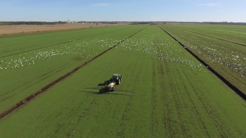 aerial sod farm tractor working while snow geese flocks fly around