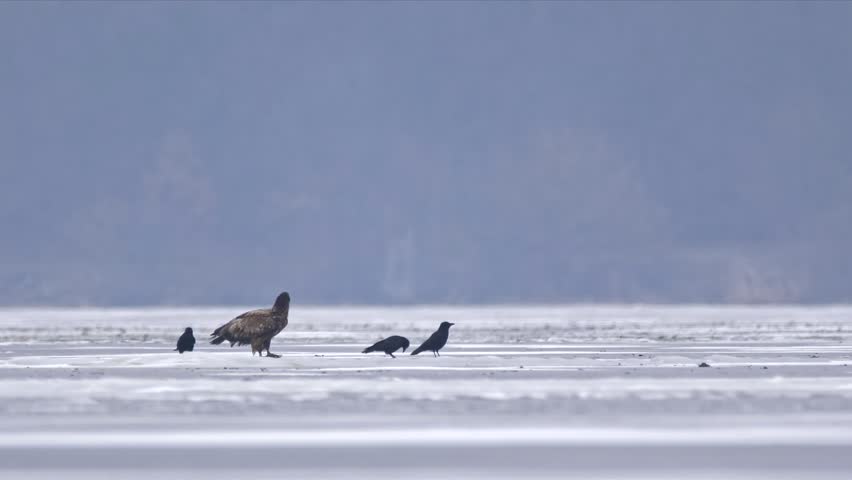 White-tailed eagle (Haliaeetus albicilla) with prey at frozen lake